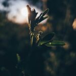 Green leafed plant during daytime