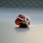 A close-up of a snail on a table